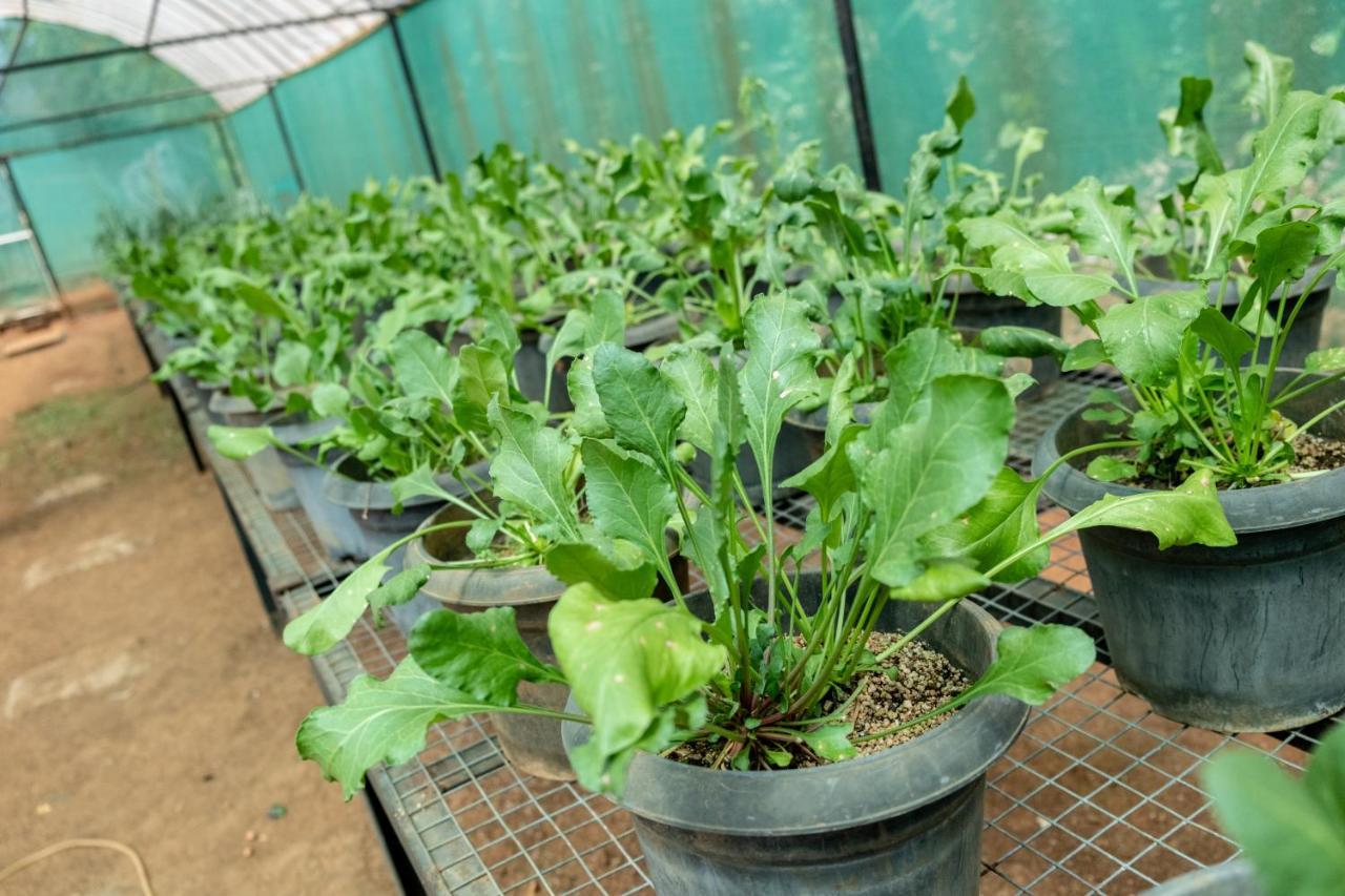 Mangaal Farmstay Goa Vichondrem Buitenkant foto