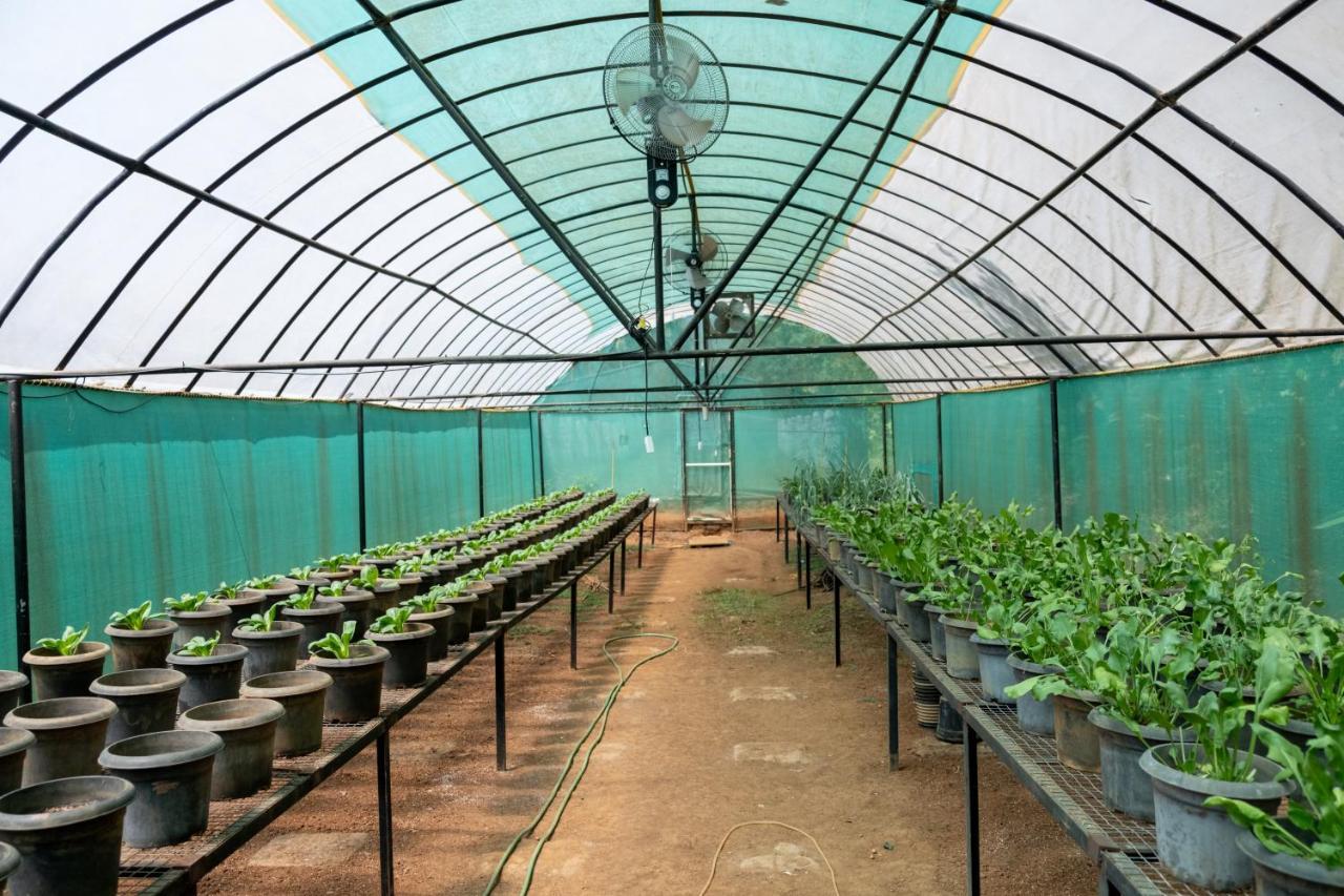 Mangaal Farmstay Goa Vichondrem Buitenkant foto