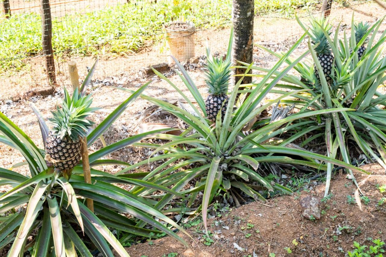 Mangaal Farmstay Goa Vichondrem Buitenkant foto