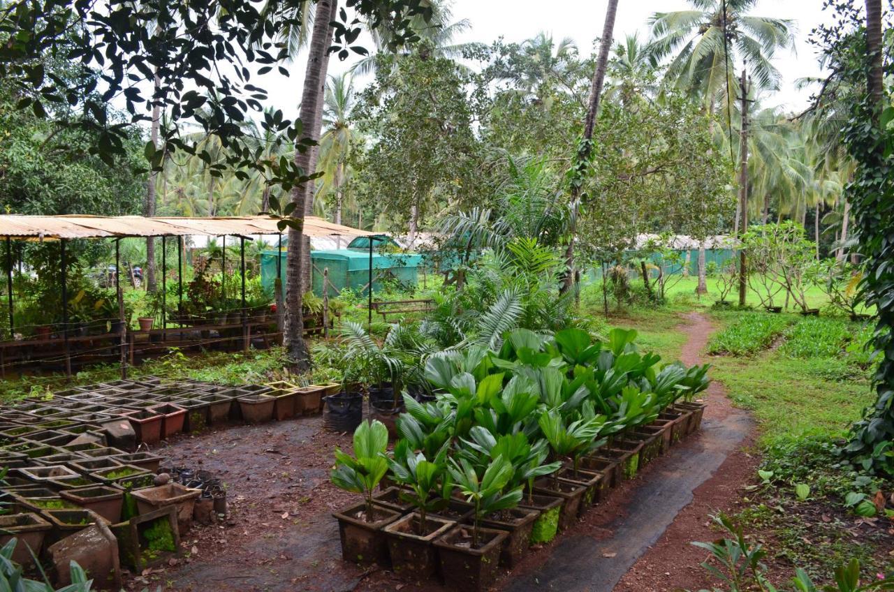 Mangaal Farmstay Goa Vichondrem Buitenkant foto
